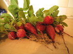 20110608 First radishes from garden